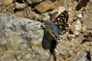 Kzl Zpzp (Spialia orbifer)