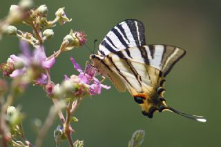 Erik Krlangkuyruk (Iphiclides podalirius)