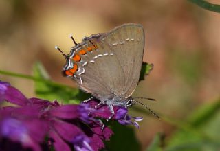 Byk Sevbeni (Satyrium ilicis)