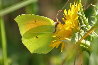 Kleopatra (Gonepteryx cleopatra)