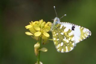 Da Oykls (Euchloe ausonia)