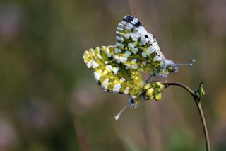 Da Oykls (Euchloe ausonia)