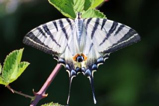 Erik Krlangkuyruk (Iphiclides podalirius)