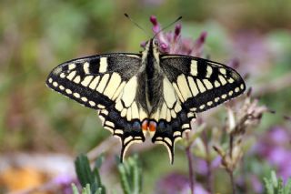 Krlangkuyruk (Papilio machaon)