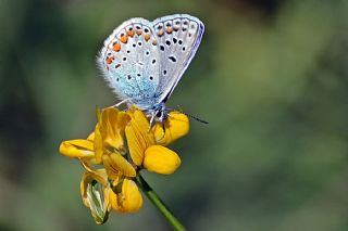 okgzl Mavi (Polyommatus icarus)