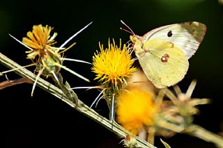 Sar Azamet (Colias croceus)