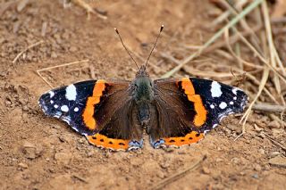 Atalanta (Vanessa atalanta)