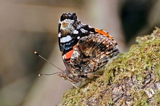 Atalanta (Vanessa atalanta)