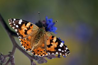 Diken Kelebei (Vanessa cardui)