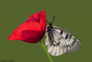 Dumanl Apollo (Parnassius mnemosyne)