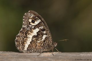 Kara Murat (Brintesia  circe)