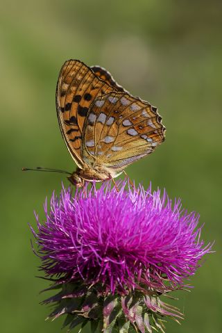 Byk nci (Fabriciana adippe)