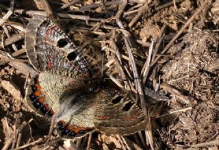 Yalanc Apollo (Archon apollinus)