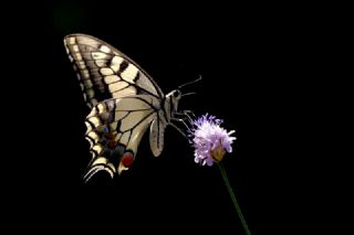 Krlangkuyruk (Papilio machaon)