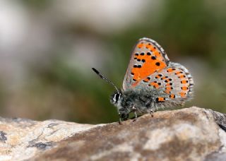 Anadolu Gelincii (Tomares nogelii)