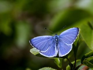 Kutsal Mavi (Celastrina argiolus)