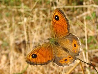 Esmerboncuk (Lasiommata maera)