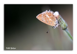 okgzl Dafnis (Polyommatus daphnis)