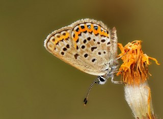 �das Mavisi, Esmerg�z&nbsp;(Plebejus&nbsp;idas)
