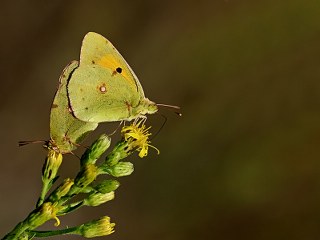 Sar Azamet (Colias croceus)