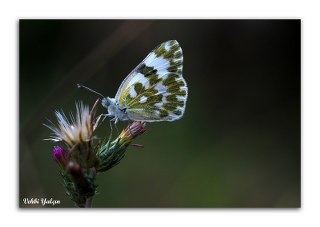 Yeni Beneklimelek (Pontia edusa)