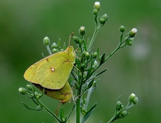 Sar Azamet (Colias croceus)