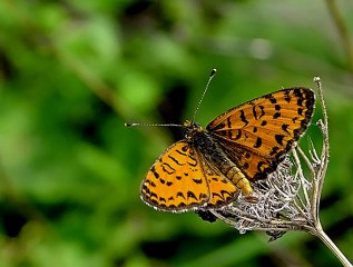 Gzel parhan (Melitaea trivia)