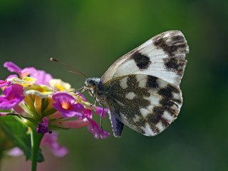 Yeni Beneklimelek (Pontia edusa)