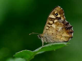 Karanlk Orman Esmeri (Pararge aegeria)