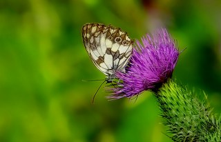 Orman Melikesi (Melanargia galathea)