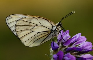 Al Beyaz (Aporia crataegi)