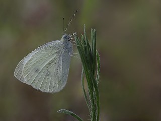 Byk Beyazmelek  (Pieris brassicae)