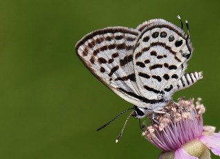 Balkan Kaplan�&nbsp;(Tarucus&nbsp;balkanicus)