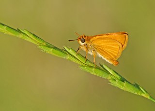 Sar Antenli Zpzp (Thymelicus sylvestris)