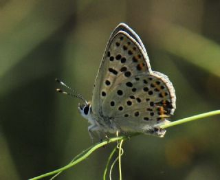 sli Bakr Gzeli (Lycaena tityrus)