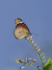 Sultan (Danaus chrysippus)