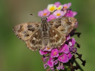 Hatmi Zpzp (Carcharodus alceae)