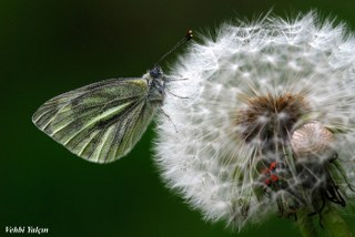 Yalanc Beyazmelek (Pieris pseudorapae)