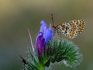 Gzel parhan (Melitaea trivia)