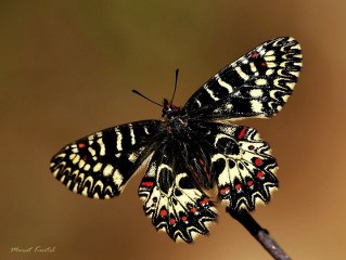 Gney Fistosu (Zerynthia polyxena)