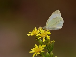 Kk Beyazmelek (Pieris rapae)