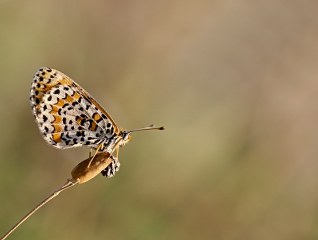 Gzel parhan (Melitaea trivia)