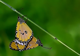 Sultan (Danaus chrysippus)