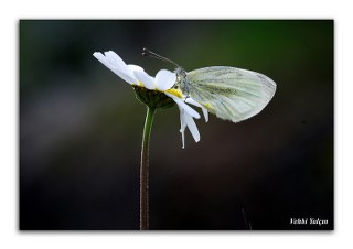 Yalanc Beyazmelek (Pieris pseudorapae)