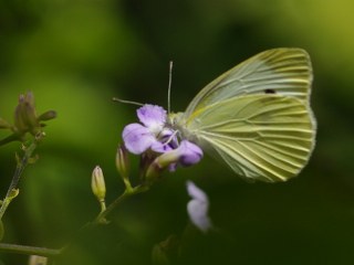 Byk Beyazmelek  (Pieris brassicae)