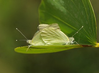 Byk Beyazmelek  (Pieris brassicae)