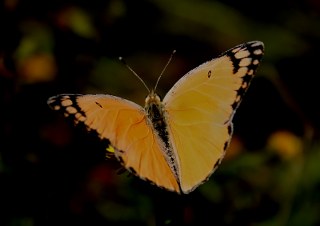 Mezopotamya Kolotisi (Colotis fausta)