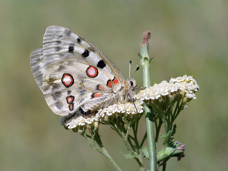 Аполлон -Parnassius Apollo (Linnaeus, 1758)