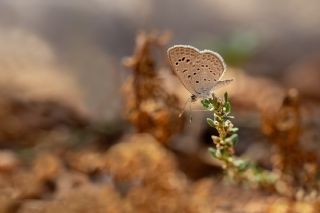 Karsandra (Zizeeria karsandra)   brahim Kavu