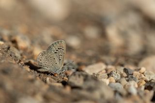 Karsandra (Zizeeria karsandra)   brahim Kavu